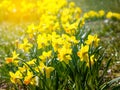 Yellow flowers narcissus Royalty Free Stock Photo
