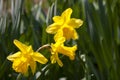 Yellow flowers of narcissus daffodils