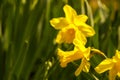 Yellow flowers of narcissus daffodils Royalty Free Stock Photo