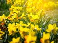 Yellow flowers narcissus Royalty Free Stock Photo