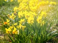 Yellow flowers narcissus Royalty Free Stock Photo