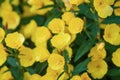Yellow flowers of Narrow-leaf evening-primrose Oenothera fruticosa blooming Royalty Free Stock Photo