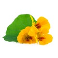 Yellow Flowers of Nasturtium plant