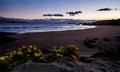 Yellow flowers in the natural clean wild beach before the sunrise - concept of environment and beautiful sandy place - vacation Royalty Free Stock Photo