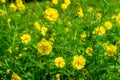 Yellow flowers with nature