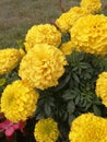 Yellow, flowers, nature, bouquet, love