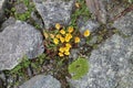 Yellow flowers near Neue Prager HÃÂ¼tte, Grossvenediger 3666 m