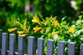 Yellow flowers near wooden fence Royalty Free Stock Photo