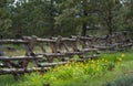 Yellow flowers near the wooden fence in a park Royalty Free Stock Photo