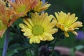 Yellow flowers next to orange and red flowers