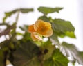 Yellow flowers of nice begonia in blooming