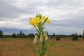 Yellow flowers of Oenothera biennis common evening-primrose, evening star, sundrop on a meadow on a cloudy summer morning Royalty Free Stock Photo