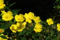 Yellow flowers of Oenothera biennis (evening-primrose, evening star, sundrop) in the garden on a sunny day, close-up