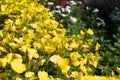 Yellow flowers of Oenothera, evening primrose, suncups or sundrops