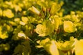 Yellow flowers of Oenothera, evening primrose, suncups or sundrops