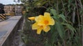 Fhotos yellow flowers in the office yards