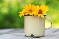 Yellow flowers in old metal cup Royalty Free Stock Photo