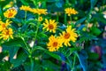 Mountain Arnica, False sunflower Gene Leahy Mall Omaha Nebraska Royalty Free Stock Photo