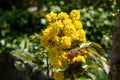 Yellow flowers of Oregon grape, Berberis aquifolium, also known as holly-leaved barberry