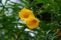 yellow flowers of the ornamental plant Tevetia on the streets