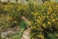 Yellow Flowers Over Bushes And Rocks