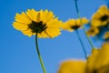 Yellow flowers over vivid blue sky Royalty Free Stock Photo