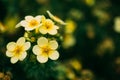 Yellow Flowers Of Pentaphylloides Fruticosa L. O. Schwarz Hach