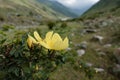 Yellow Flowers of a Persian rose (Rosa foetida) in mountains Kyrgzstan