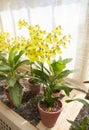 Yellow flowers of Phalaenopsis aphrodite, mini hibrid in the garden. Summer and spring time Royalty Free Stock Photo