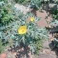 Yellow flowers plants