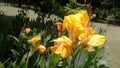 Yellow flowers with plants in the garden