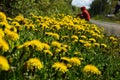 Yellow flowers play in the sun