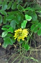 Sophora tomentosa flower and leaves