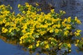 Yellow flowers in pool in spring