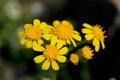 Yellow flowers of Prairie groundsel, Packera plattensis