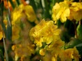 yellow flowers of primula polyantha or true oxlip garden plant in spring Royalty Free Stock Photo