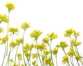 Yellow flowers Primula veris ( cowslip, petrella, herb peter, paigle, peggle, key flower, Primula officinalis Hill )