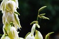 Yellow flowers on the rain