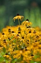 Yellow flowers after the rain