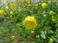 Yellow Flowers on rain Iran, Gilan, Rasht