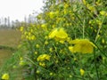 Yellow Flowers on rain Iran, Gilan, Rasht