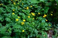 Yellow flowers of Ranunculus acris on green grass