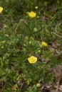 Ranunculus bulbosus in bloom Royalty Free Stock Photo