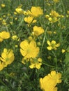 Ranunculus bulbosus in bloom Royalty Free Stock Photo