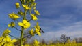 Yellow Flowers Of Rape & Honey Collecting Nectar From Flower