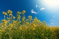 Yellow flowers sowing rapeseed close-up under the sun. Blurry blue sky in the background