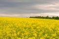 Yellow flowers of rapeseed on a farm field against a beautiful sky. Countryside Royalty Free Stock Photo