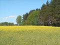 Yellow flowers rapeseed field and forest spring landscape blue sky solar background Royalty Free Stock Photo