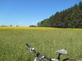 Yellow flowers rapeseed field and forest spring landscape blue sky solar background Royalty Free Stock Photo