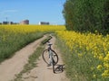 Yellow flowers rapeseed field spring landscape and bike on a road blue sky solar background Royalty Free Stock Photo